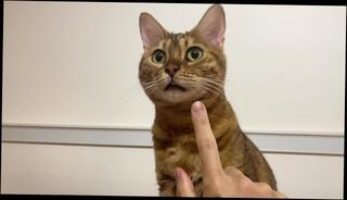 Video 1580528853: hentai pussy licking, massage pussy licking, pussy massage amateur, massage pussy eating, women massage, hentai porn, hentai blowjob, soft massage, hentai dress, hotel hentai, sloppy massage, massaging pink, blonde hentai