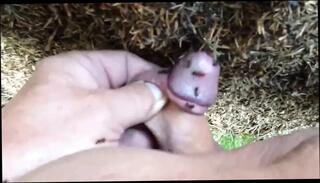 Video 118265301: bdsm, dick wow, man gay