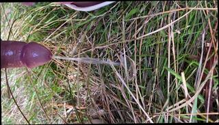 Video 1641239441: pissing peeing fetish, solo pee fetish, pissing peeing girls, pee pissing outdoor, sissy peeing, small dick shemales sissies, amateur girl pee, sissy ladyboy shemale, homemade solo girl, public peeing girls, amateur self piss, solo french girl, petite solo girl, girl solo hd