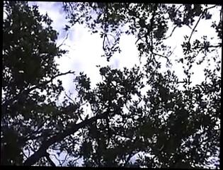 Video 105681401: brunette straight, straight blonde