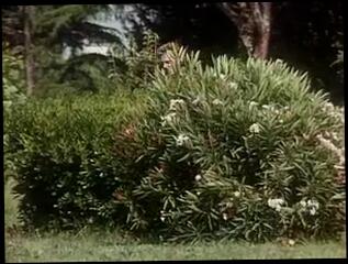 Video 141549904: christoph clark, peter north, luana borgia, rocco siffredi, john dough, vintage double penetration, double penetration group sex, double penetration facial, vintage italian, pussy