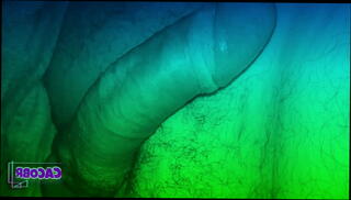 Video 1484513765: dick closeup, bear dick, dick close