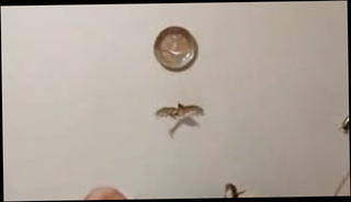 Video 1506498101: chubby bbw fat pussy, chubby anal dildo, cock chubby dildo, chubby gay dildo, chubby bbw amateur, bbw chubby black, bbw big dildo, cock anal dildo toy, dildo sex toy anal, pussy loves dildo, first anal dildo