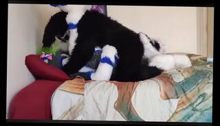 Video 980643005: gay furry, soft fucking, bed fucking