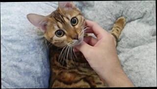 Video 1580793803: lucy cat, hairy amateur pussy squirts, hairy pussy massage, squirting pussy pov, pov squirting orgasm, bukkake hentai, massage babe pussy licked, hairy pussy porn, blowjob hairy pussy, massage pussy play, soft hairy pussy, women massage, cute hairy pussy, cosplay pov blowjob, college babe squirts, romantic massage