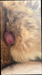 Video 1609602951: uncut cock jerking, uncut cock cum, uncut cock cumshot, uncut cock masturbation, uncut cock gay, uncut cock strokes, white uncut cock, uncut homemade, cut uncut, uncut bear, uncut european, hd uncut