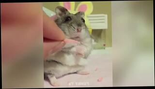 Video 762868405: gay sex fuck, gay blowjob sex, sexy big cocked, man big cock