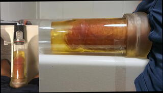 Video 1319402665: penis pump masturbation, camera masturbation