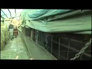 Video 42550604: lesbian granny toying, lustful granny, bad granny