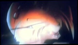 Video 103527301: furry cum, little furry, gay man masturbating, nice cum, small cum, sexy