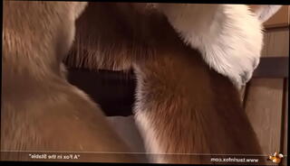 Video 1160770505: doggy style creampie cumshot, doggy style anal creampie, doggy style deep creampie, furry creampie, deep throat anal creampie, gay furry anal, big cock anal creampie