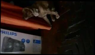 Video 120552901: bbw granny, granny babe, bbw babysitter, babe straight