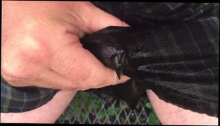 Video 1580875573: pee desperation pissing, pissing peeing wetting, solo male pee, piss boys pants, amateur pee, 60fps amateur