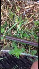 Video 331160901: catsuit cum, gay masturbation cum, gay handjob cum, man masturbate cum, cumming masturbating outdoor, striptease cum, cum natural, cum hd