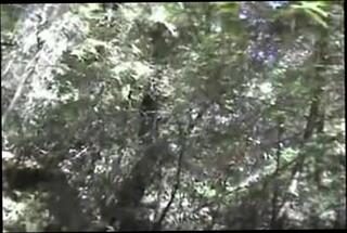 Video 378452801: gay porn cock sucking, daddy bear sucking cock, sucking daddy's fat cock, sucking cock outdoors