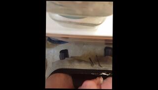 Video 1019608303: solo male cock, dick solo male, amateur solo male, shaved solo, soft cock