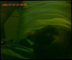 Video 16725101: gay cums hard, gay man cum, cumming long hard