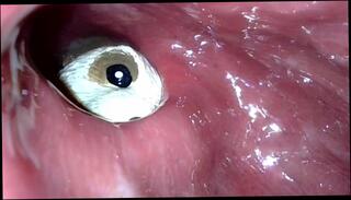 Video 1607444383: vore pov, vore fetish, solo male pov, pov anal toy, solo amateur toys, solo toying ass, pov deep anal, giant vore, insertion pov, inside pov, pov 60fps, pov camera