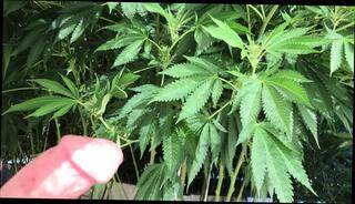 Video 1589966531: ts girl masturbates, amateur shemale girl, amateur ladyboy cock, beautiful ts girl, trans girl, amateur american girls, girl masturbation hd, girl jacking