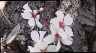 Video 148383301: softcore solo, hairy solo, hairy straight, sensual hairy, petite blonde solo, hairy outdoor, blonde solo hd