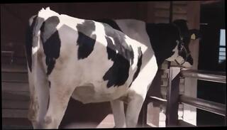 Watch the video about Asian Angel 11329