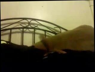 Video 122668601: gay dads, strokes step daddy, gay man strokes