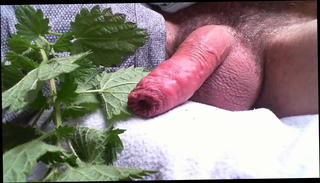 Watch the video about Lockdown Nettles on cock Part 1