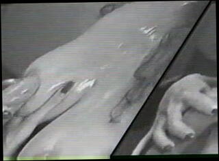 Video 10178801: shemale porn, amazing shemale