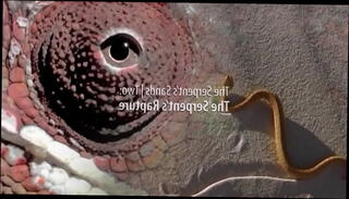 Video 1595150935: erotic belly dance, sensual erotic dance, erotica