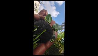 Video 1654036223: homemade webcam solo, homemade solo anal, homemade amateur solo, homemade solo male, solo anal loving, asian anal solo, nude solo, solo pornstar, solo beach, arab solo, party solo, amateur spring, shop anal, help anal