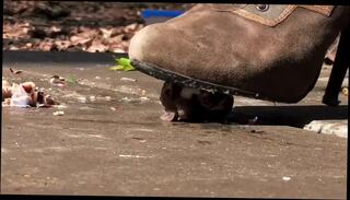 Video 819423104: vintage pov, hd vintage, sex crush, hard sex