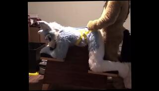 Video 979123695: gay furry, furry fuck, gay bondage