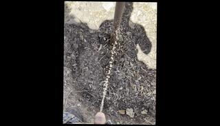 Video 1607291453: solo male piss, pissing amateur, male pissing outdoors, pee outdoors, pissing old young, pee loving, 60fps amateur