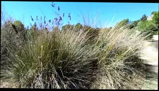 Video 1576073771: handjob big dick cum, masturbate cum big dick, gay big dick cumming, amateur handjob cum, dick outdoor cums, amateur masturbation hd