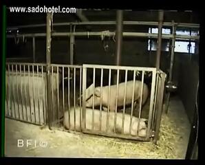 Video 1617473301: whipping bdsm bondage, submissive bdsm bondage, bondage domination bdsm, bdsm bondage sucking, bdsm bondage ass, whipping punishment, vintage bondage, submissive sucking cock, master whips, blowjob whipping, straight punished, whip hand, tied whipped, whipping red, german whipping, blows cock masterfully, germany sucking, cock smashing