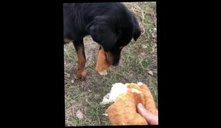 Video 904318503: amateur doggy, 60fps amateur