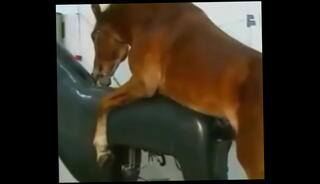 Video 1133257435: huge balls, big huge dick, massive cock