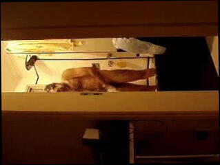 Video 16006401: gay man shower, mature gay man