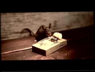 Video 28843901: strong straight