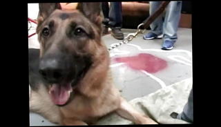 Video 862735501: busted lesbians, blonde lesbian, straight escort